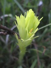 Castilleja cusickii