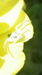 Misumena vatia