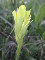 Castilleja cusickii