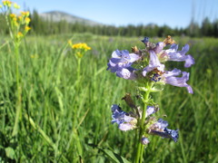Penstemon globosus