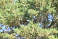 Ichneumon xanthorius