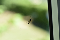 Ichneumon xanthorius