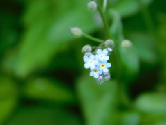 Myosotis arvensis