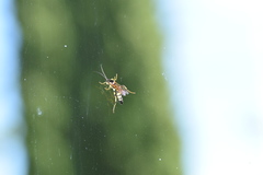 Ichneumon xanthorius