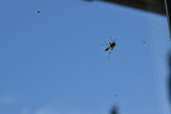 Ichneumon xanthorius