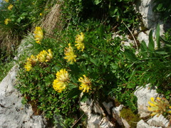 Anthyllis vulneraria alpestris