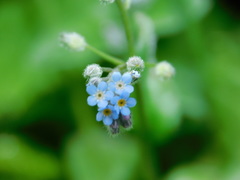 Myosotis arvensis