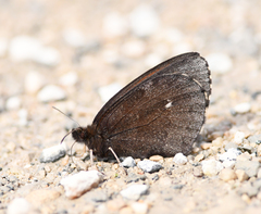 Erebia mancinus