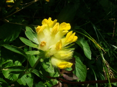 Anthyllis vulneraria alpestris