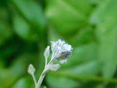 Myosotis arvensis
