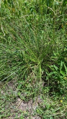 Piptochaetium avenaceum