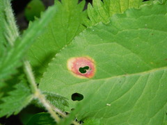 Puccinia phragmitis