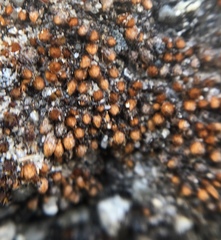 Gemmabryum brassicoides