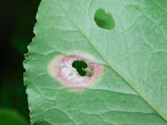 Puccinia phragmitis