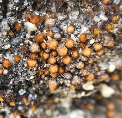 Gemmabryum brassicoides