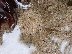 Aulactinia verrucosa