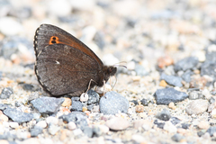 Erebia mancinus