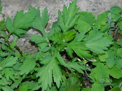Artemisia vulgaris