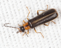 Rhagonycha recta