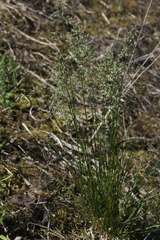 Poa angustifolia