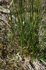 Poa angustifolia