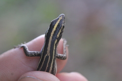 Cryptoblepharus balinensis