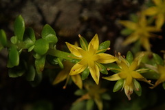 Sedum morrisonense
