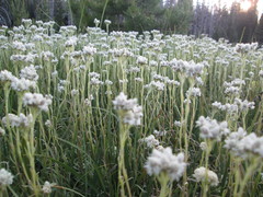 Antennaria corymbosa