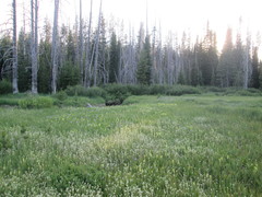 Antennaria corymbosa