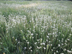 Antennaria corymbosa