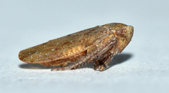 Paraphlepsius continuus