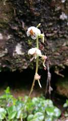 Pyrola morrisonensis