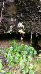 Pyrola morrisonensis