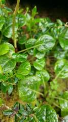 Pyrola morrisonensis