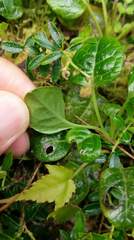 Pyrola morrisonensis