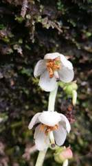 Pyrola morrisonensis