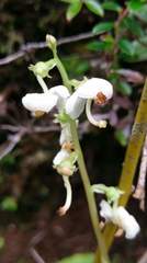 Pyrola morrisonensis