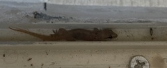 Hemidactylus robustus