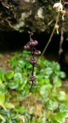 Pyrola morrisonensis