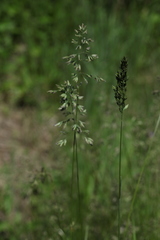 Poa angustifolia