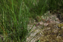 Poa angustifolia