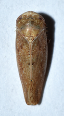 Paraphlepsius continuus