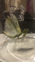 Mantis religiosa