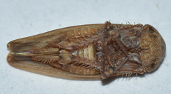 Paraphlepsius continuus