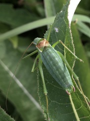 Isophya altaica