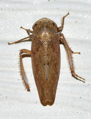 Paraphlepsius continuus