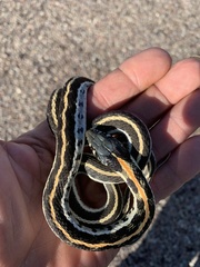 Thamnophis cyrtopsis cyrtopsis