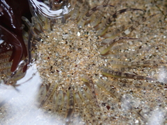 Aulactinia verrucosa