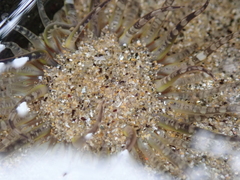 Aulactinia verrucosa