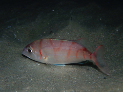 Pagellus erythrinus